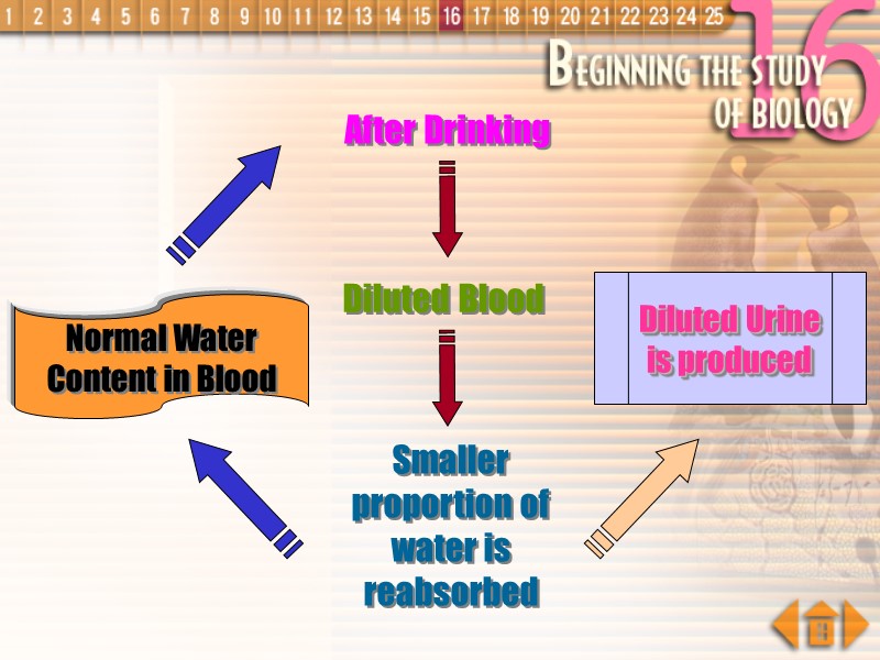 After Drinking Diluted Blood Smaller proportion of water is reabsorbed